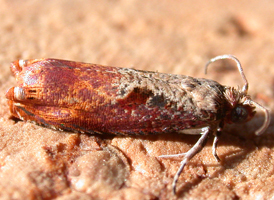Maple-tip Borer